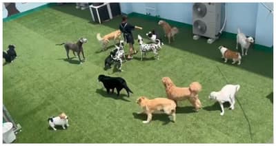 인기 애견유치원
