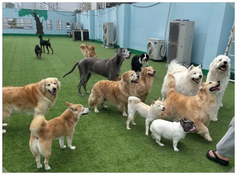 인기 애견유치원